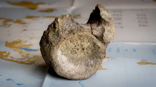 Un hueso fosilizado de color marrón oscuro y moteado está sobre un mapa de la Antártida sobre una mesa. Está en una zona azul del mapa y detrás hay zonas de marrón y blanco. El hueso es una vértebra con una zona redonda, cóncava y circular orientada hacia la cámara, con un bulto que sobresale en el lado derecho. Un poco más atrás, un bulto más pequeño sobresale a la izquierda. Hay una hendidura entre ellos