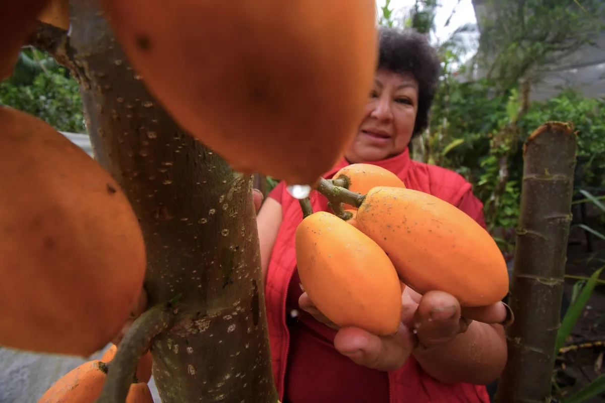 Rescatan plantas olvidadas para diversificar la dieta en el Chocó Andino