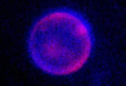 Científicos aclaran alcance real de nuevas células sintéticas creadas en laboratorio