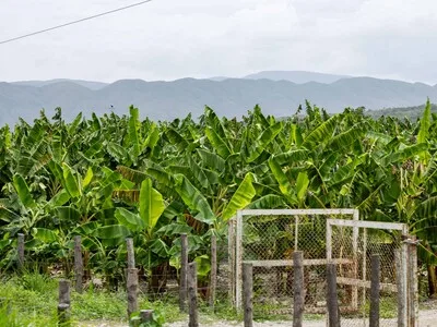 República Dominicana alcanza niveles históricos en producción agropecuaria durante 2025