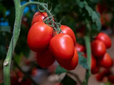 Cámara de Diputados declara a Azua como Capital del Tomate
