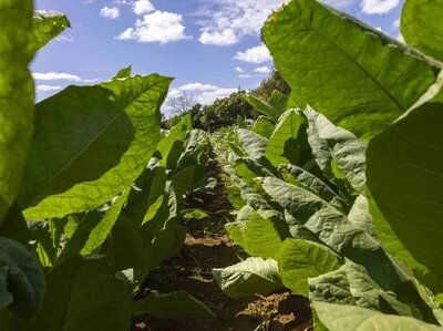 Exportaciones de tabaco dominicano alcanzan 960 millones de dólares este año