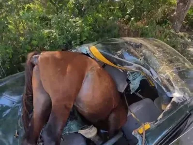 Conductor resulta herido tras chocar con caballo en carretera de Santiago