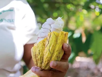 Productores dominicanos diversifican oferta de cacao con valor agregado